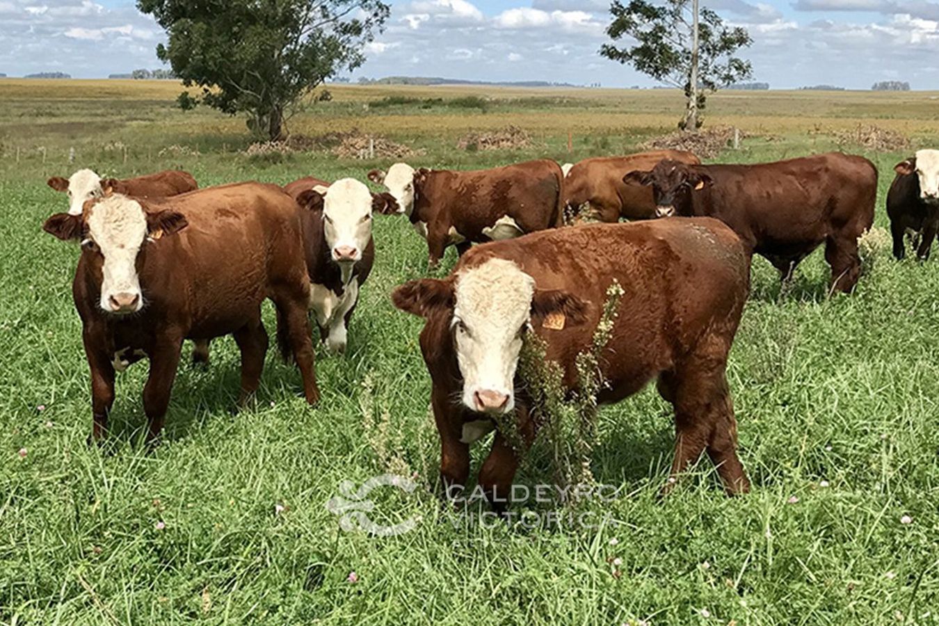 Campo EN VENTA