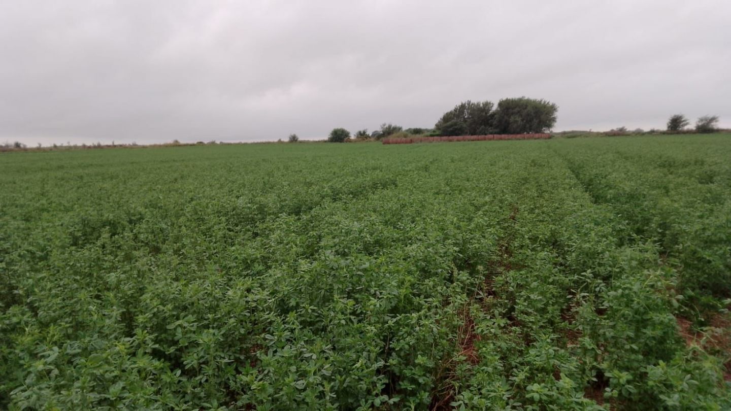 Campo EN VENTA