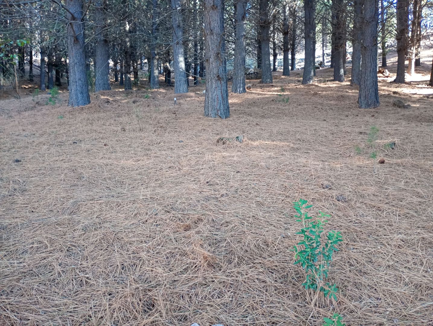 Lote en Venta en San Martin de los Andes, Neuquen