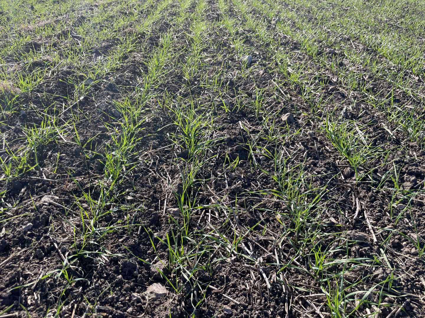 Campo EN VENTA