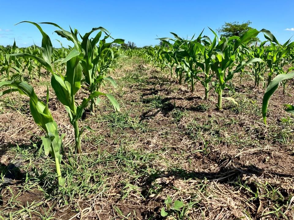 Campo en RUTA 47