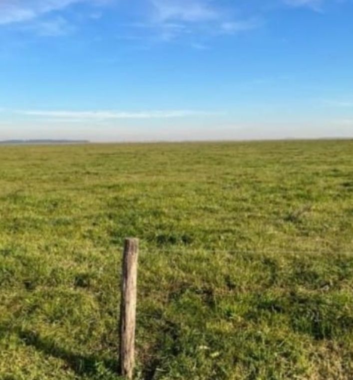 Campo en 
