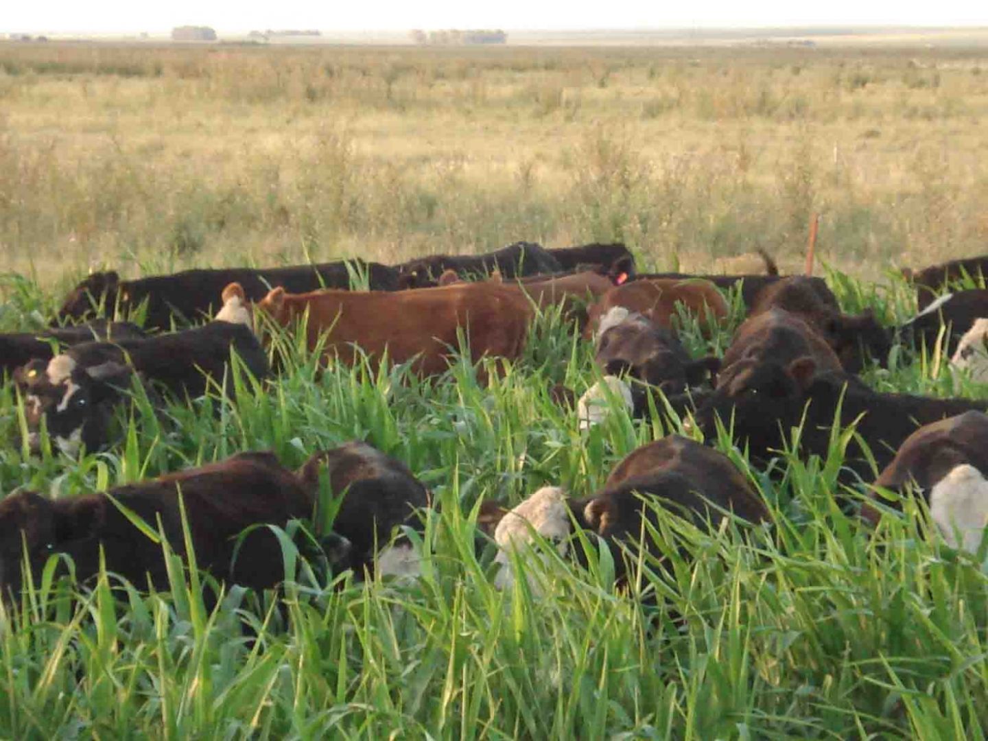 Campo en RUTA 226