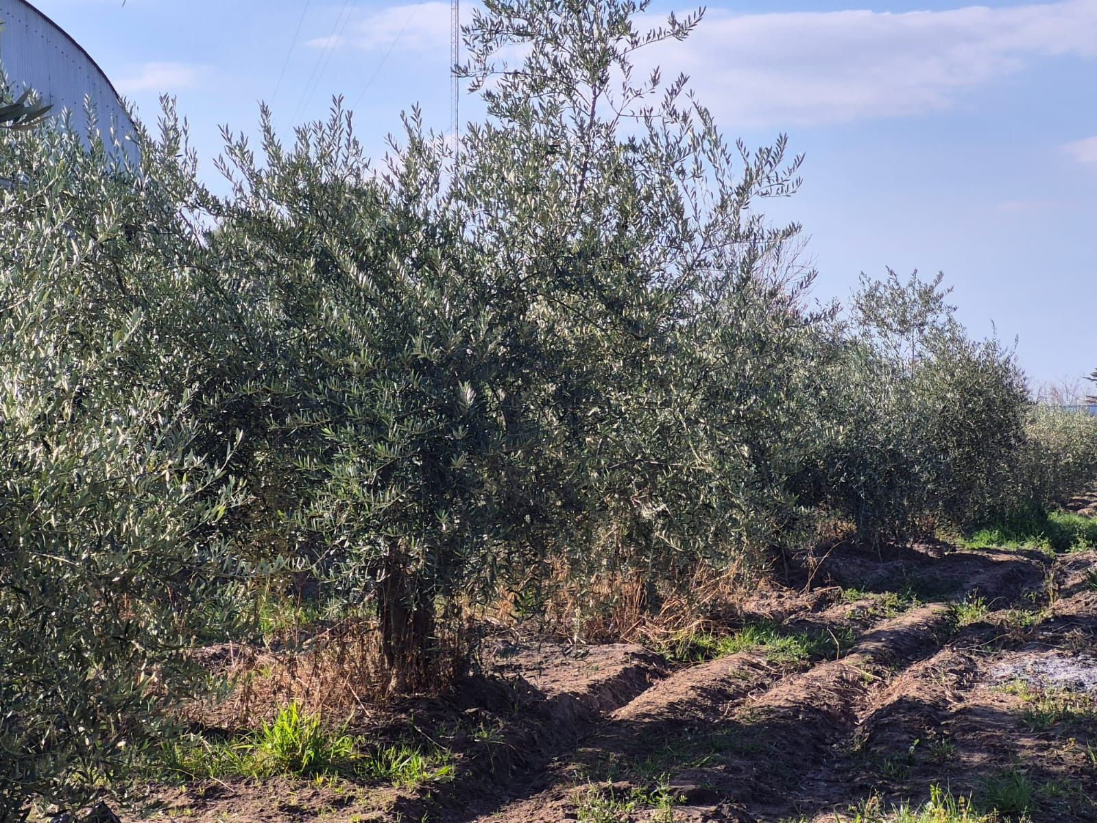 Campo en Venta en Maipu, Mendoza