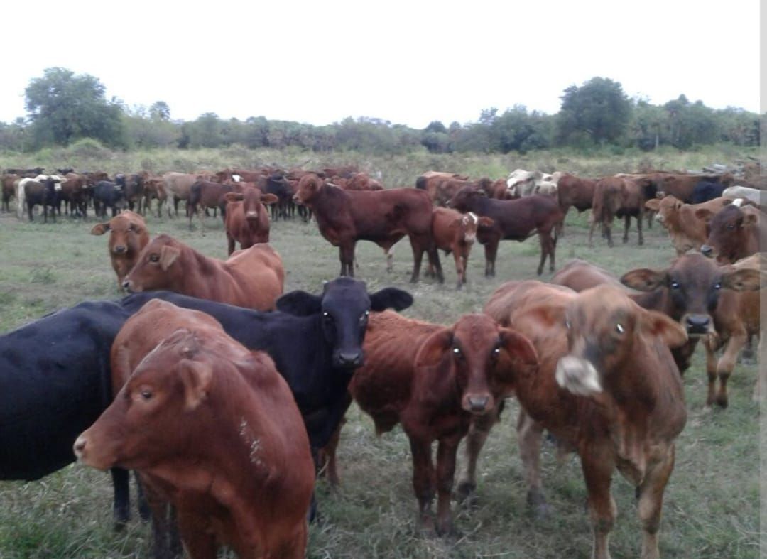 Campo EN VENTA
