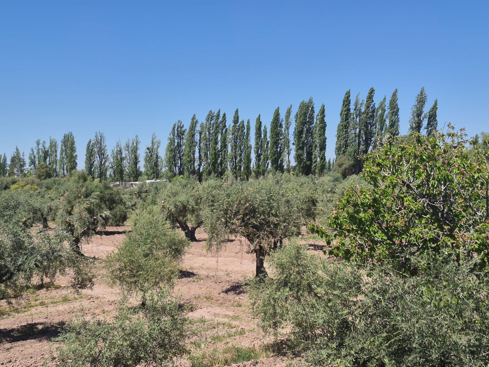 Campo en Venta en Maipu, Mendoza