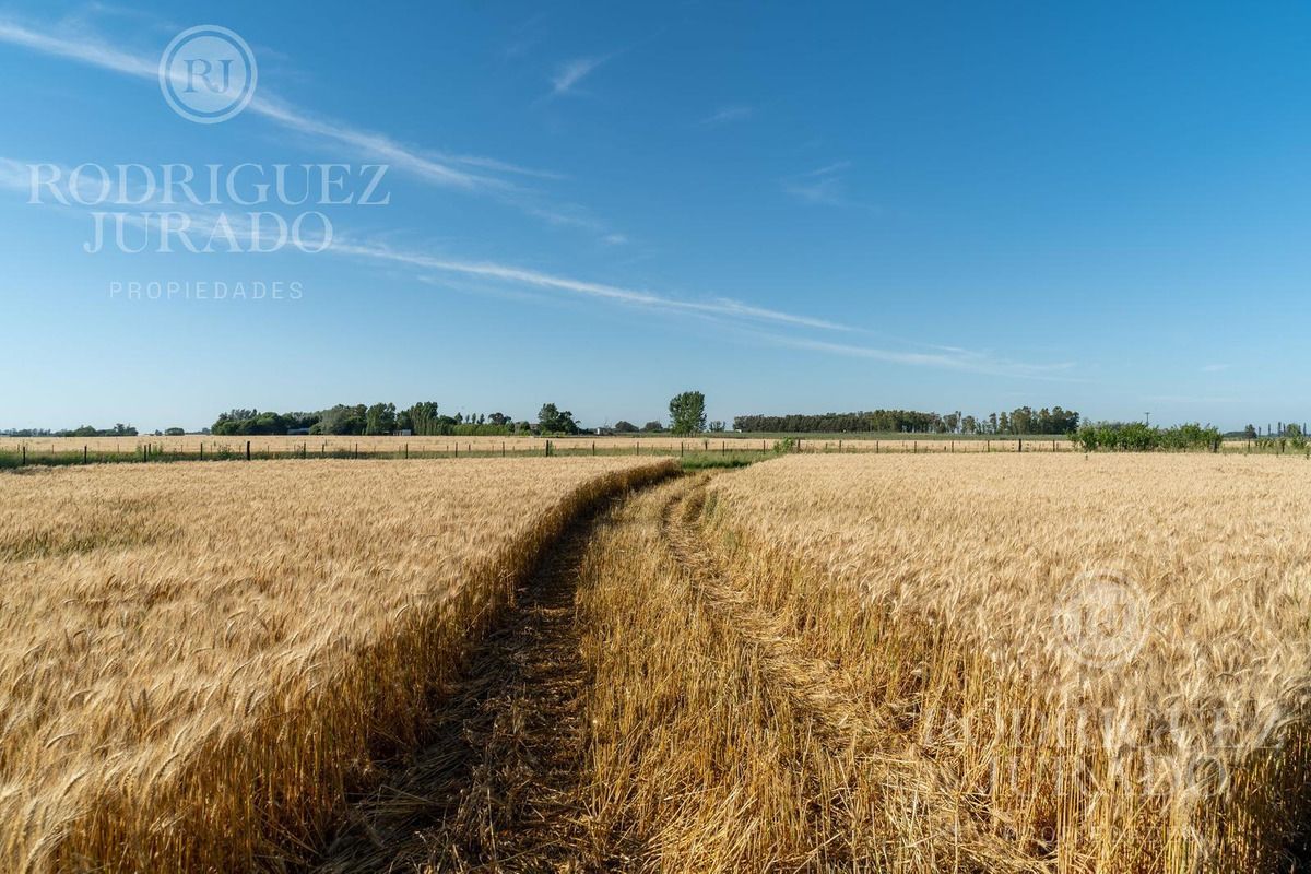 Campo en Ruta 31 - San An