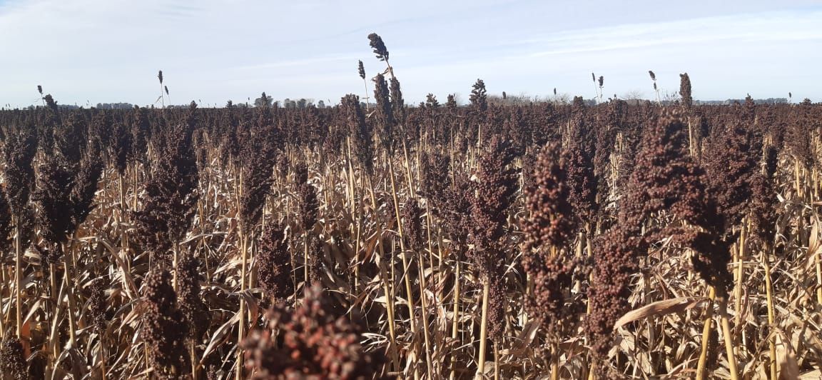 Campo EN VENTA