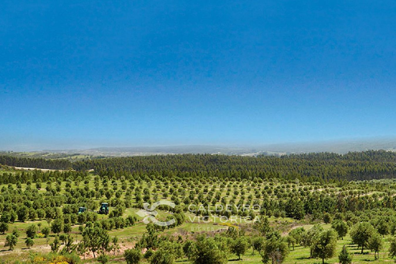 Campo EN VENTA