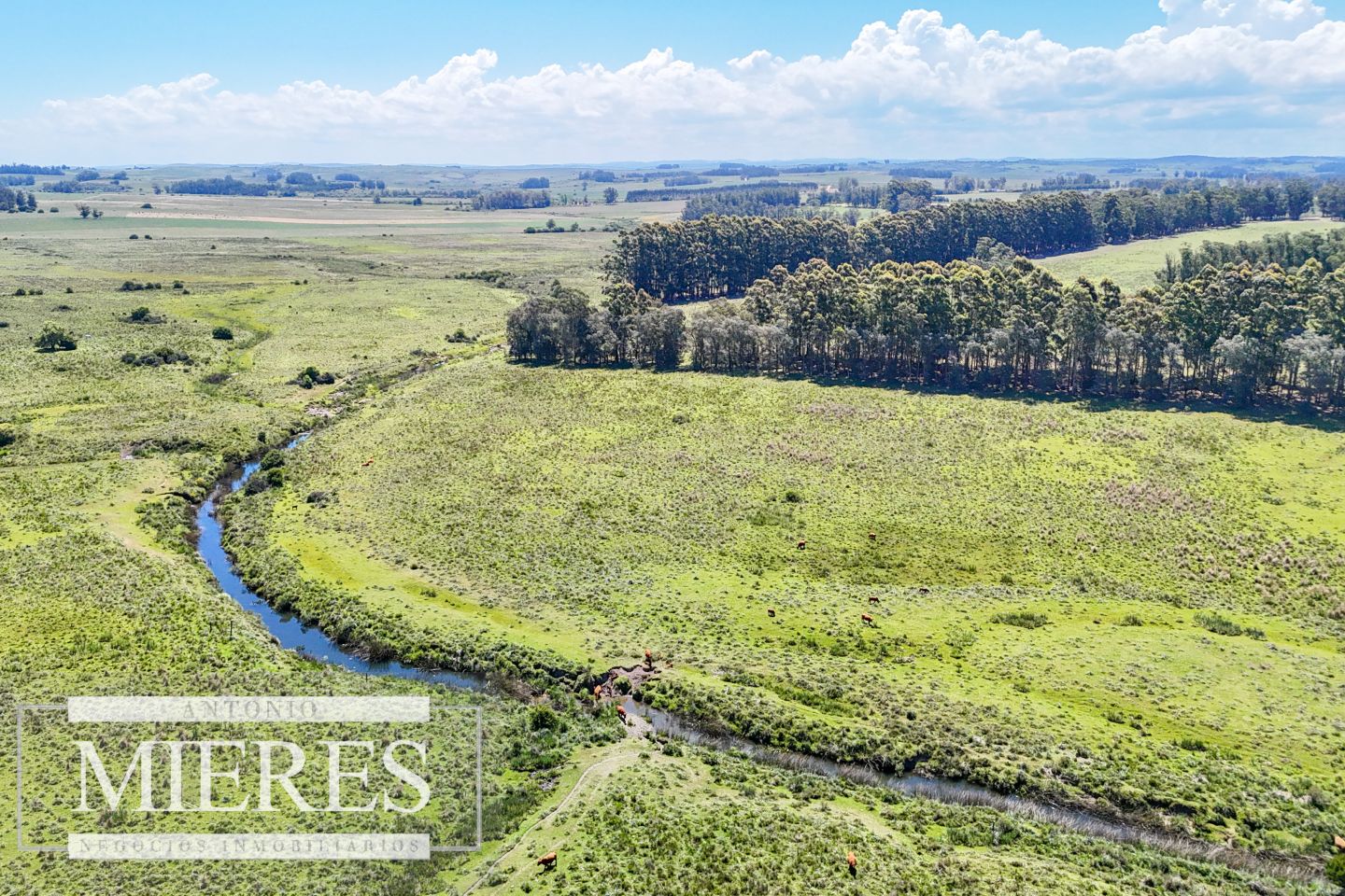 Campo EN VENTA