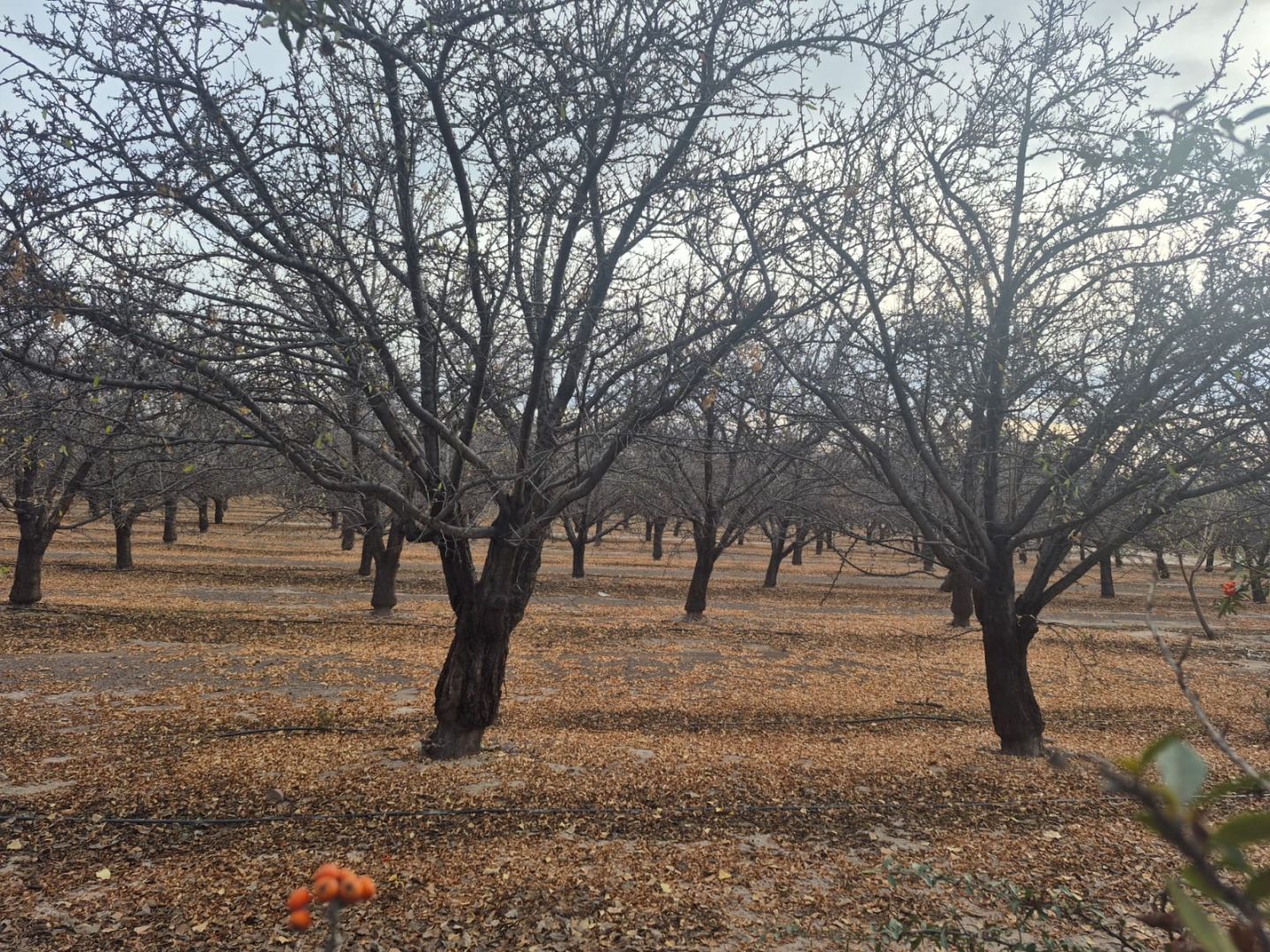 Lote en Venta en Maipu, Mendoza
