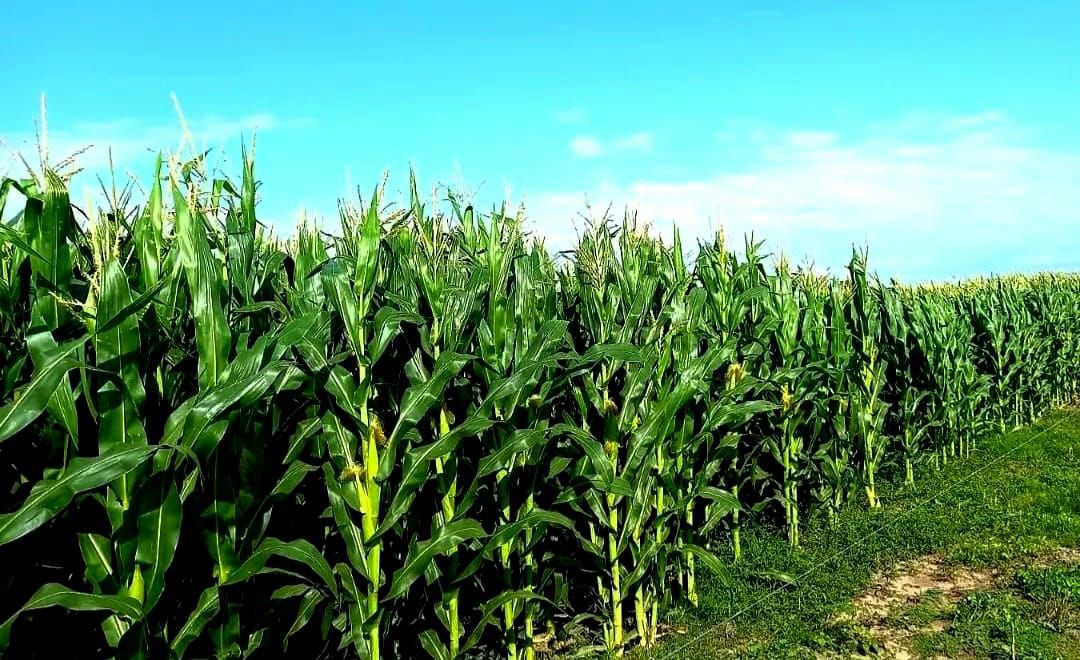Campo EN ALQUILER