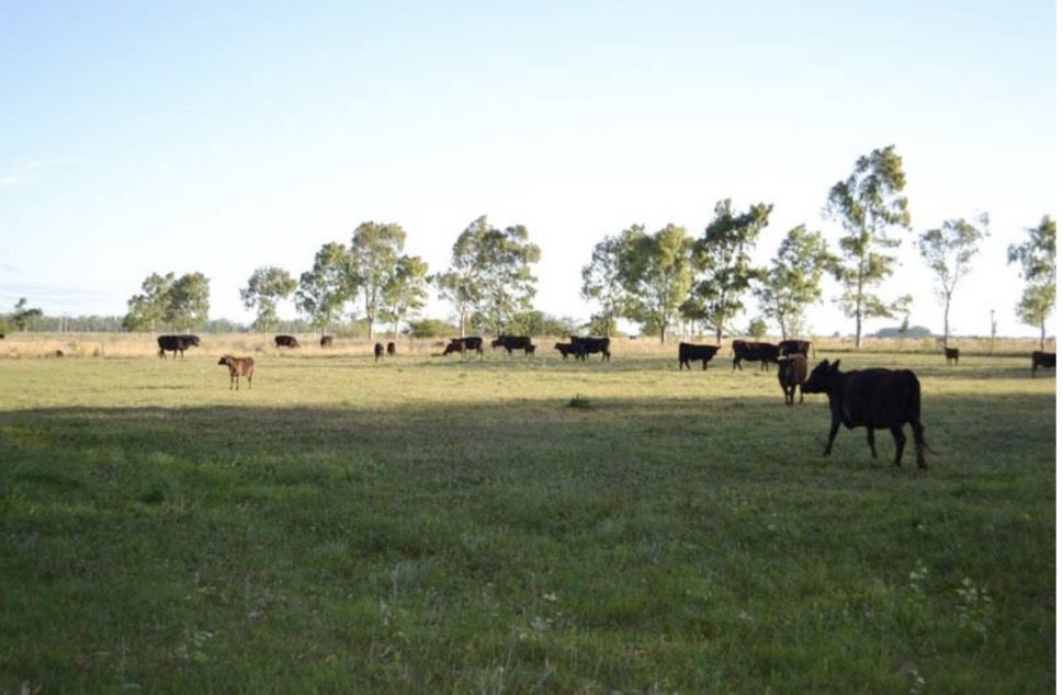 Campo EN VENTA
