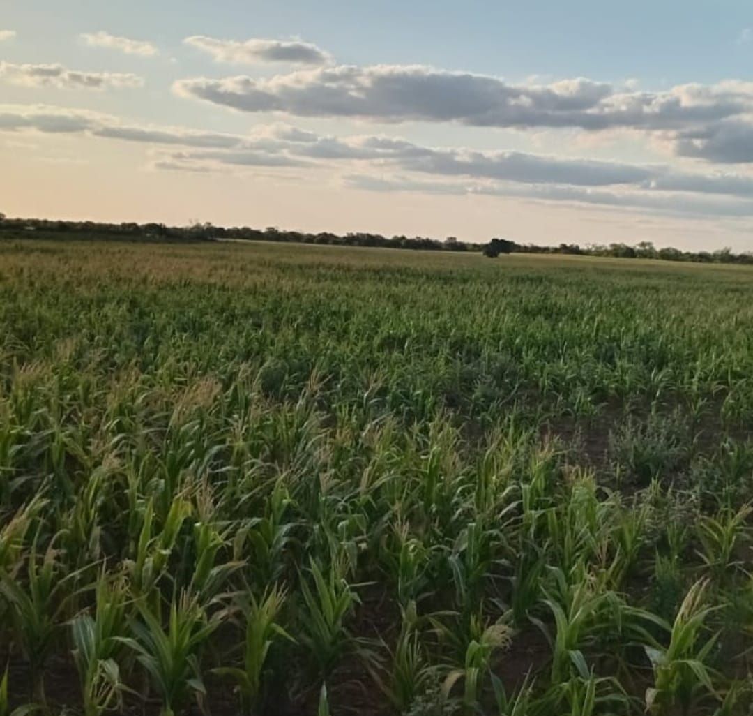 Campo EN VENTA