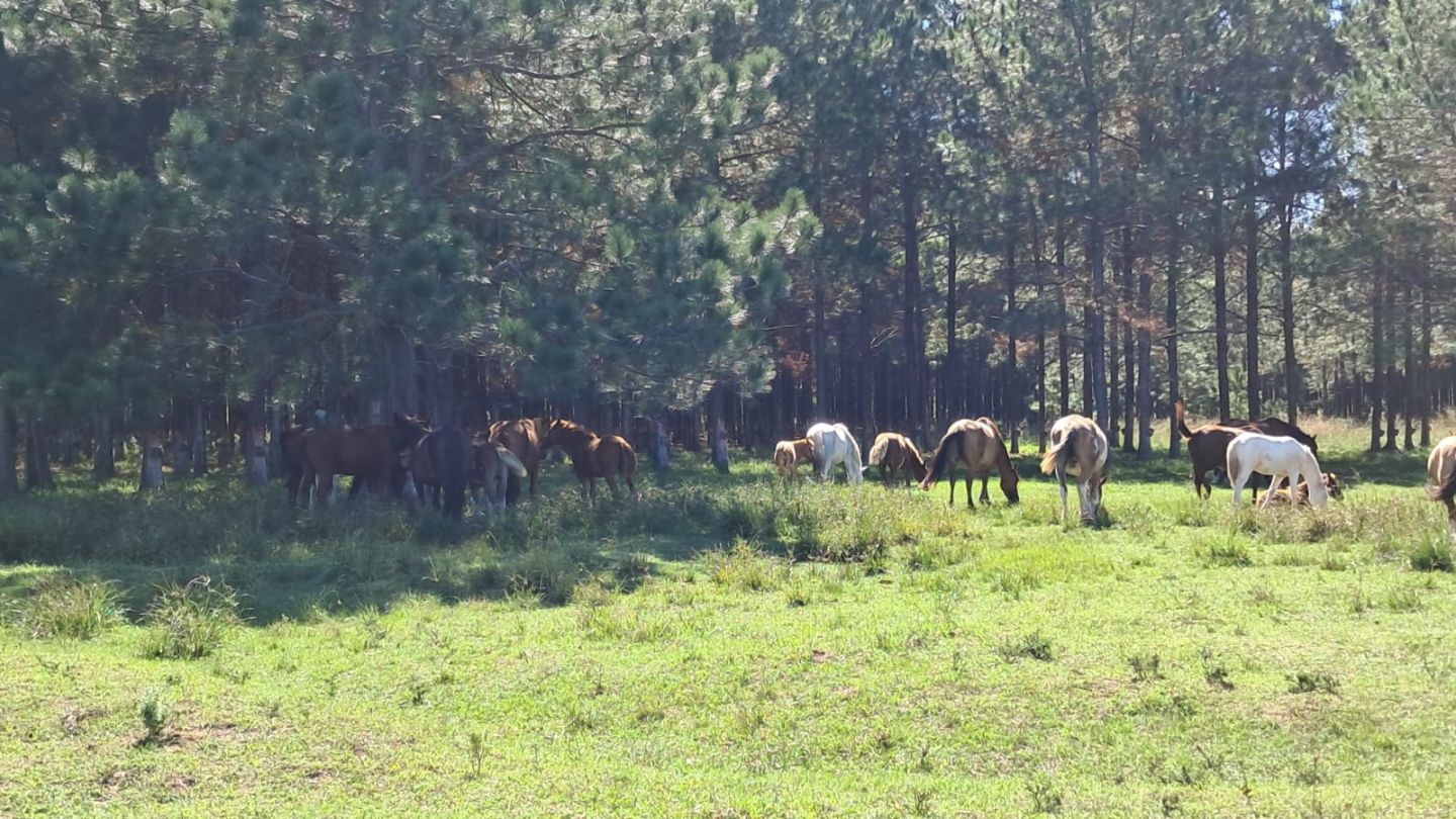 Campo en 