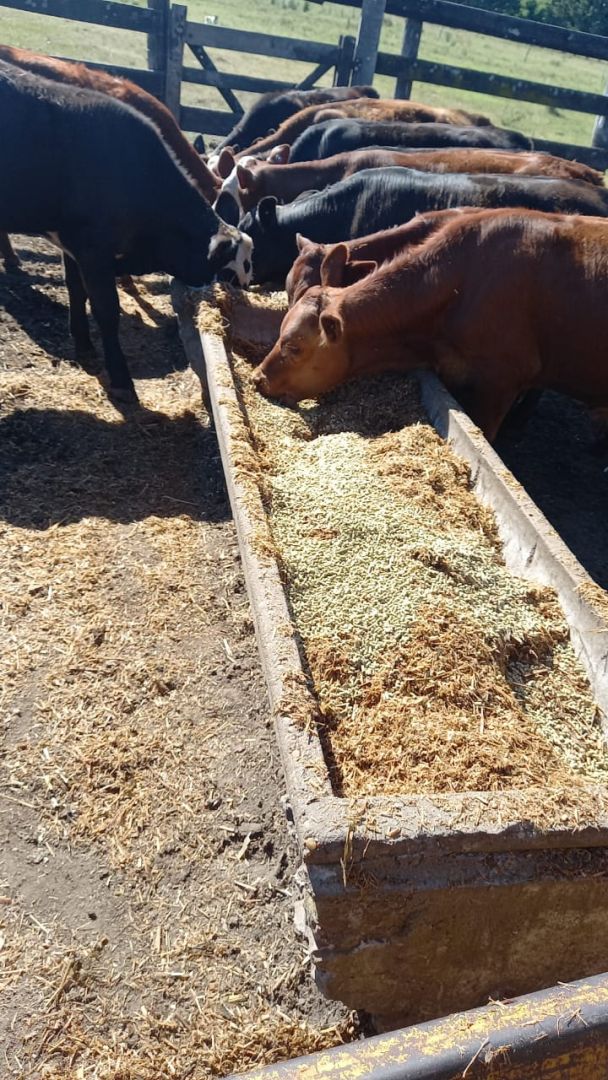 Campo EN ALQUILER