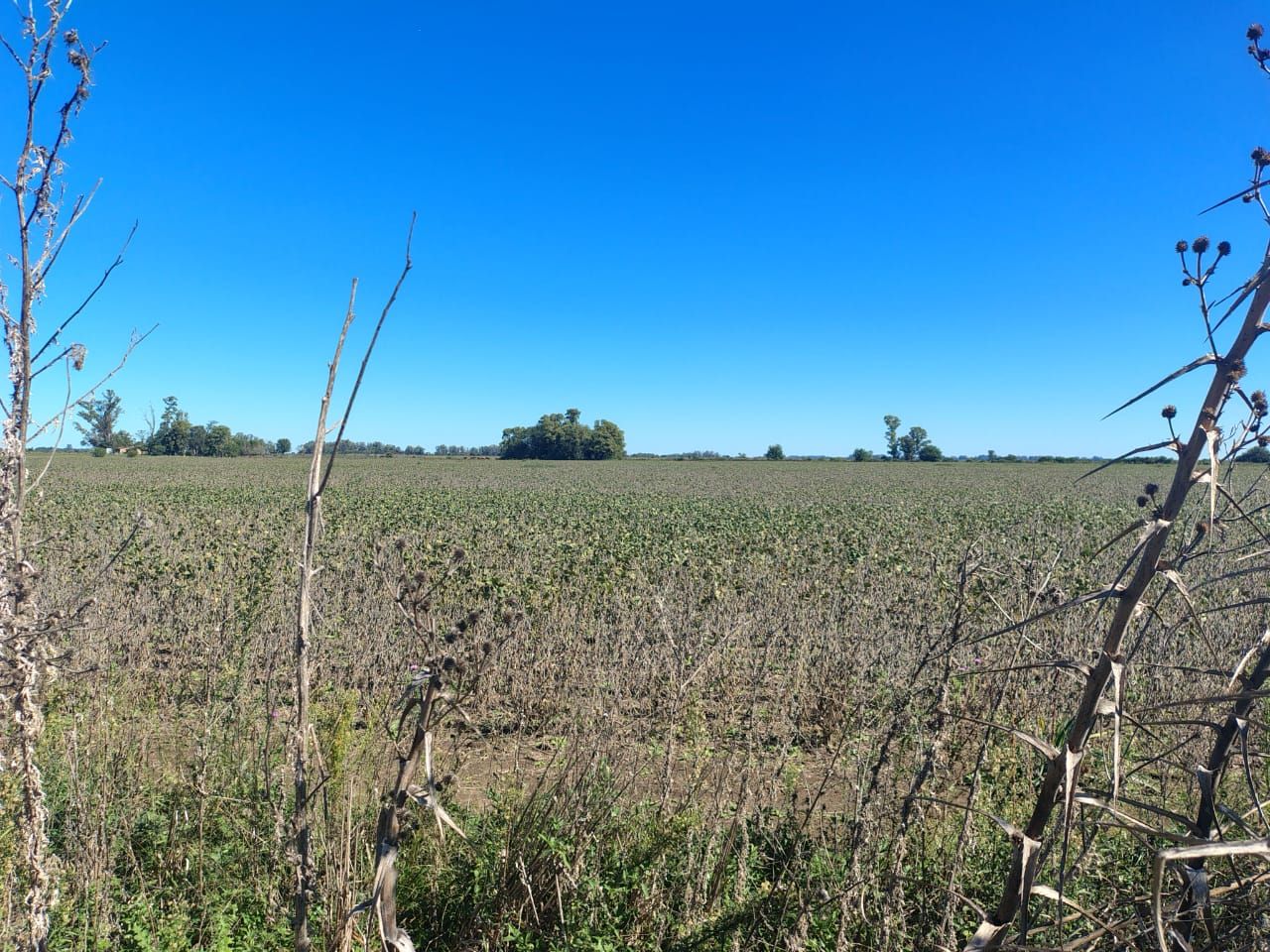 Campo en Venta en Zarate, G.B.A. Zona Norte