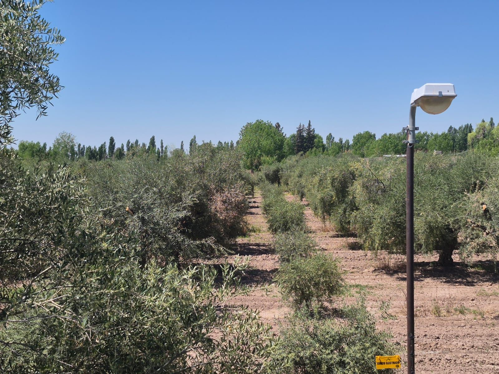 Campo en Venta en Maipu, Mendoza