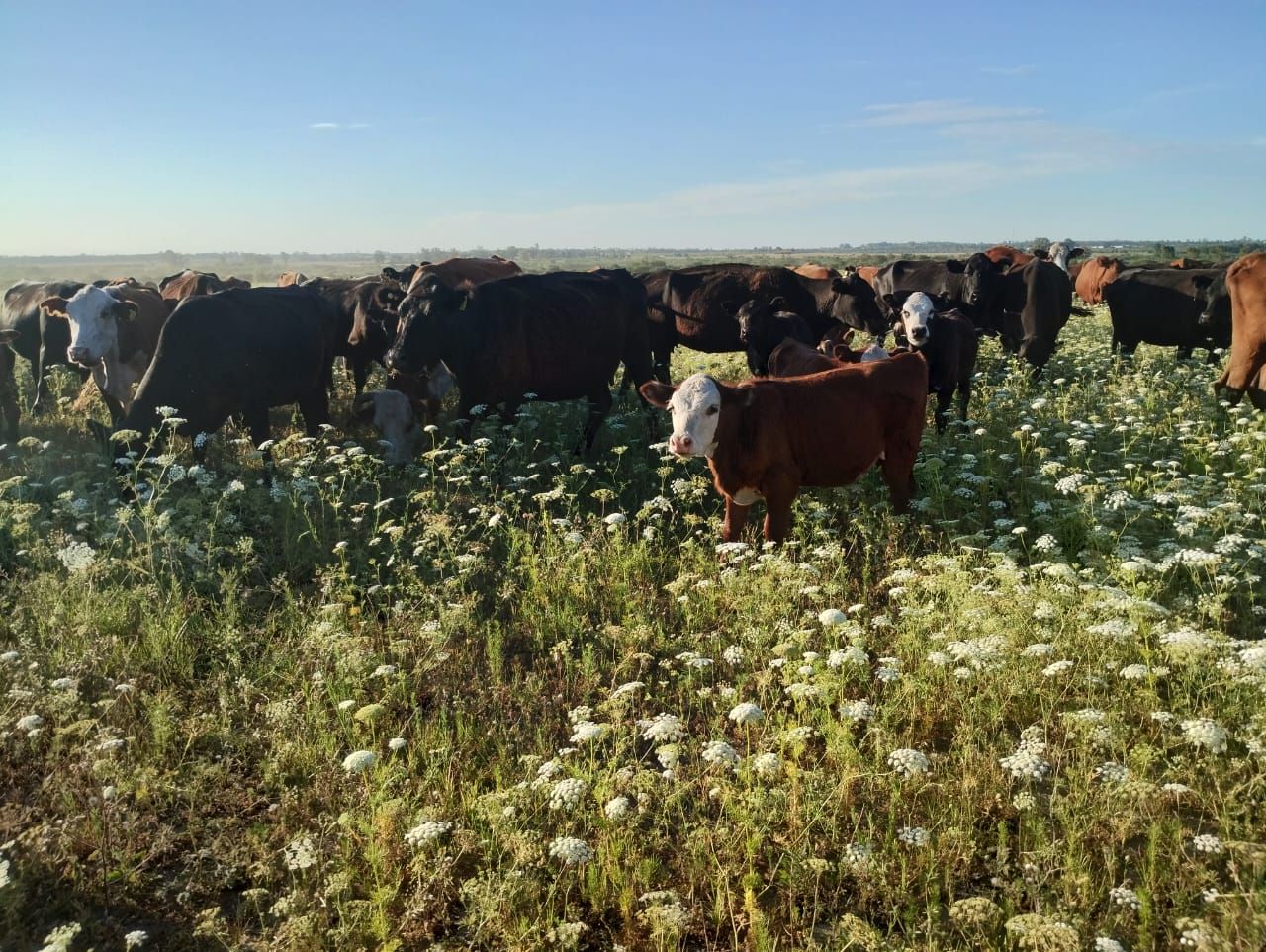 Campo EN ALQUILER