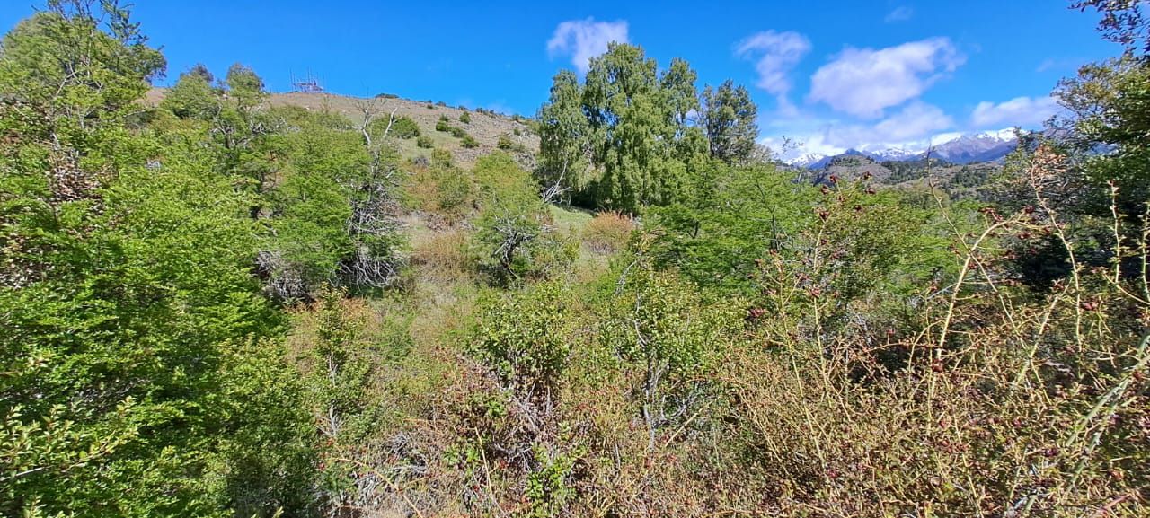 VENTA DE LOTE EN Cholila - 4