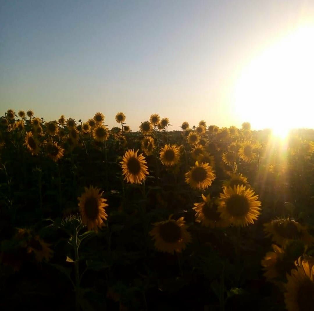 Campo EN ALQUILER