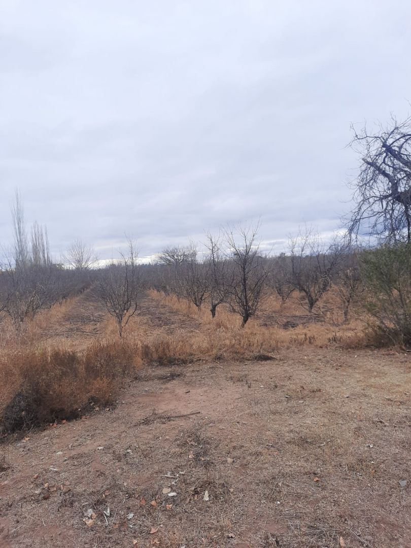 Campo en Venta en Junin, Buenos Aires Interior