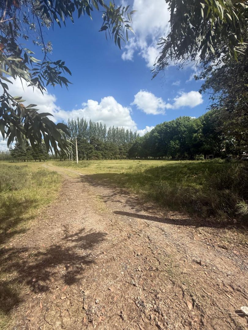 VENTA DE CAMPO EN Brandsen - Gómez de la Vega - 45