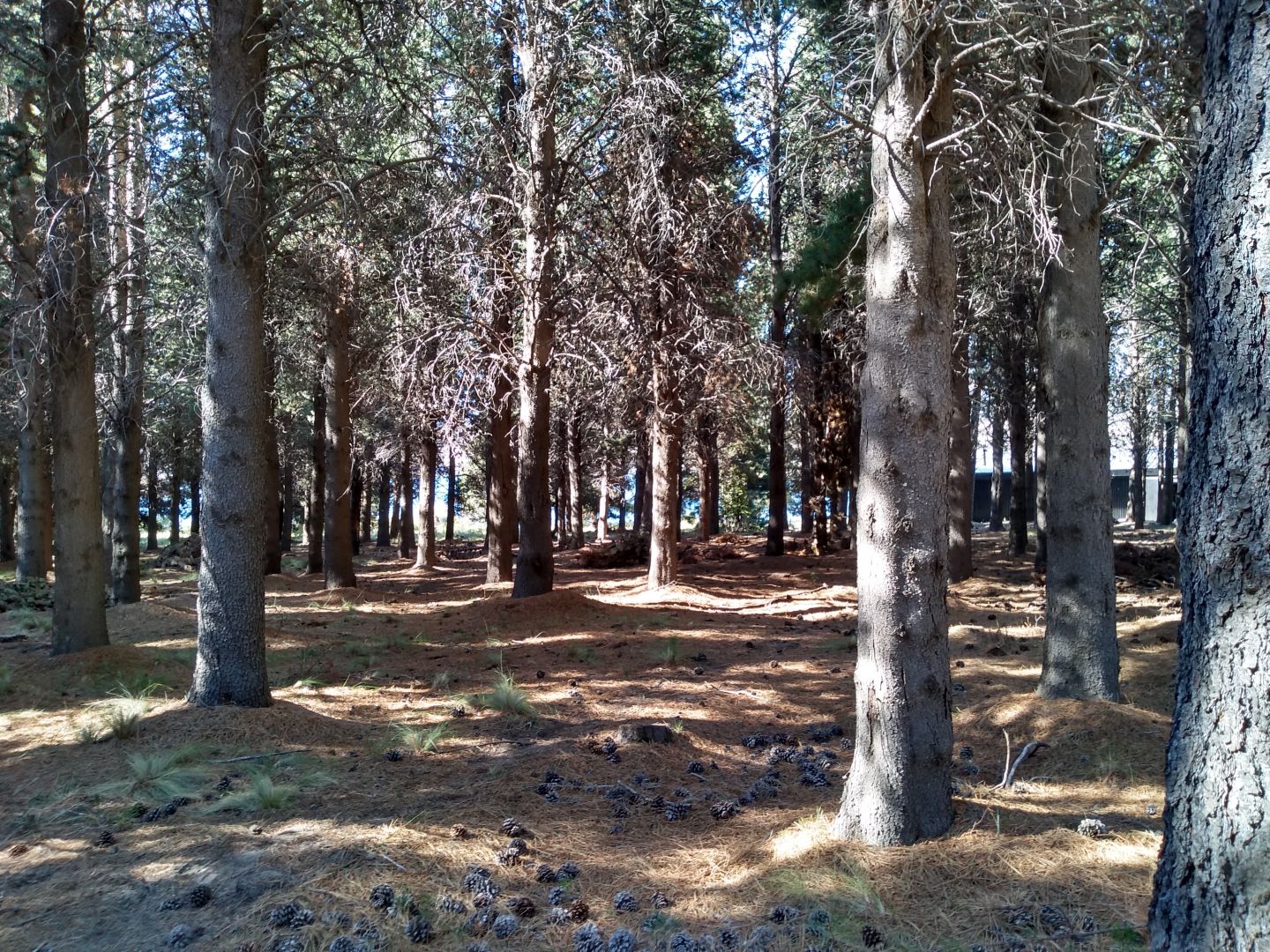 Lote en Venta en Neuquen, Neuquen