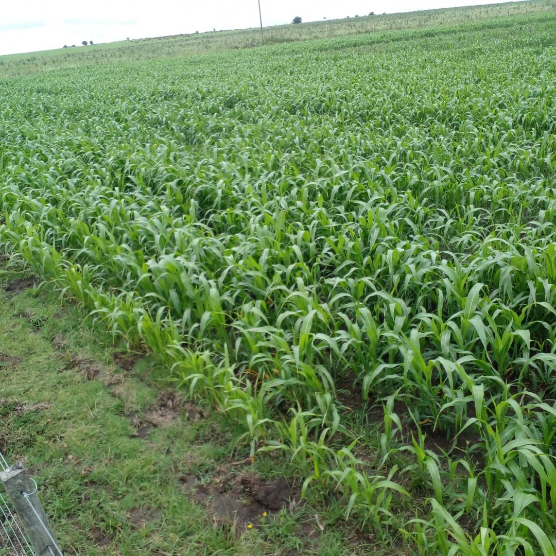 Campo EN ALQUILER