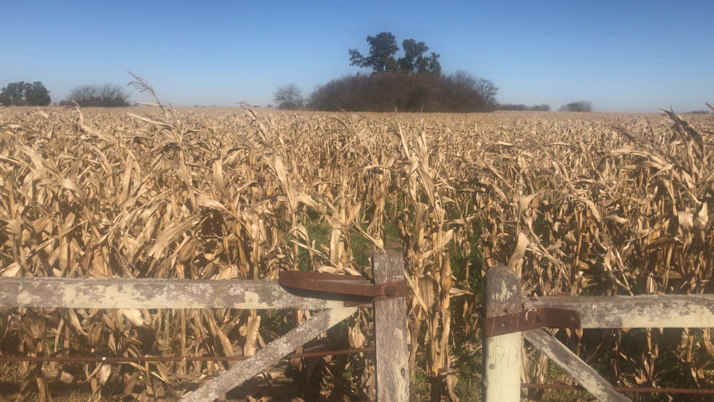 Campo en Venta en Arrecifes, Buenos Aires Interior