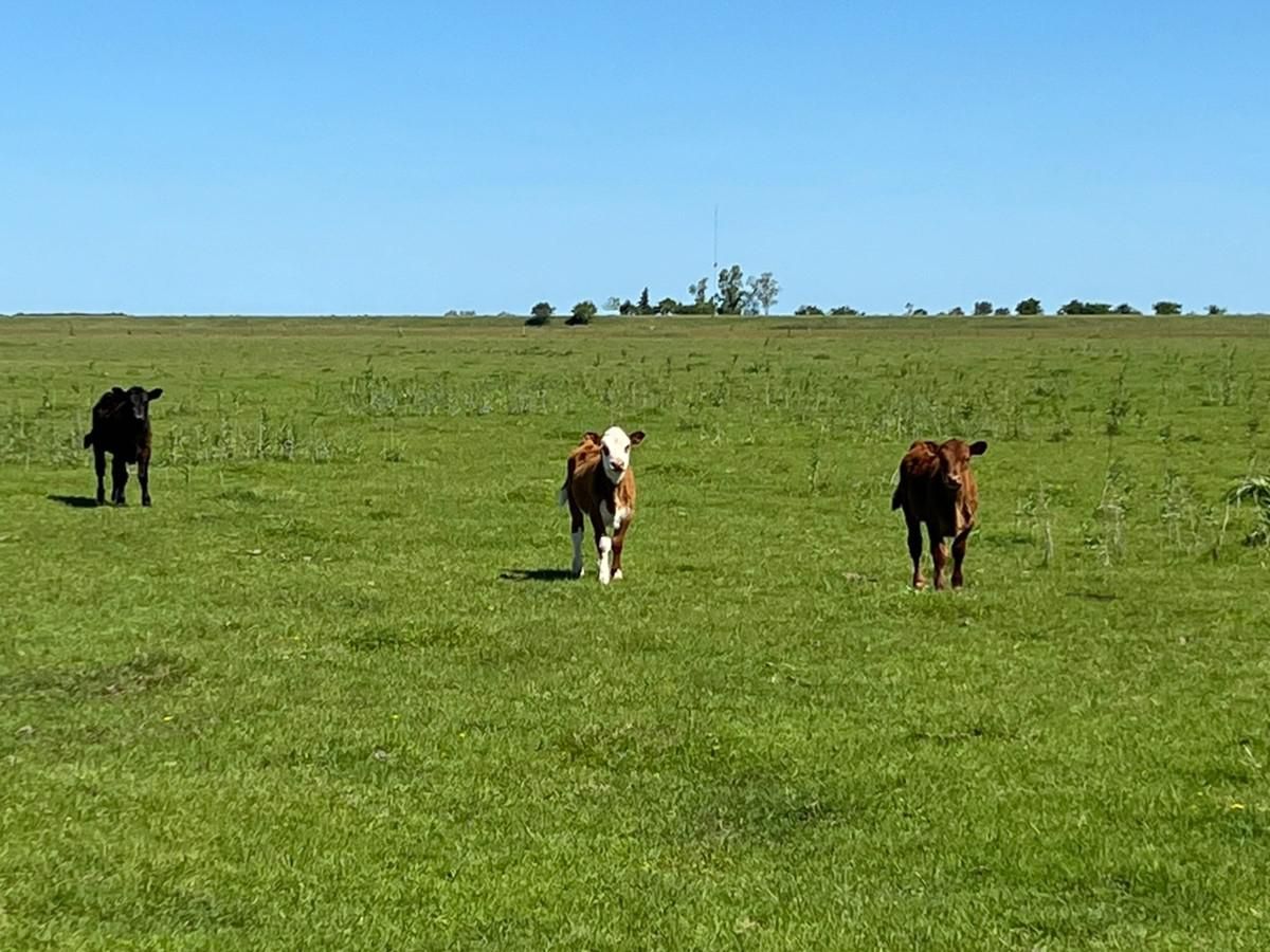 Campo EN VENTA