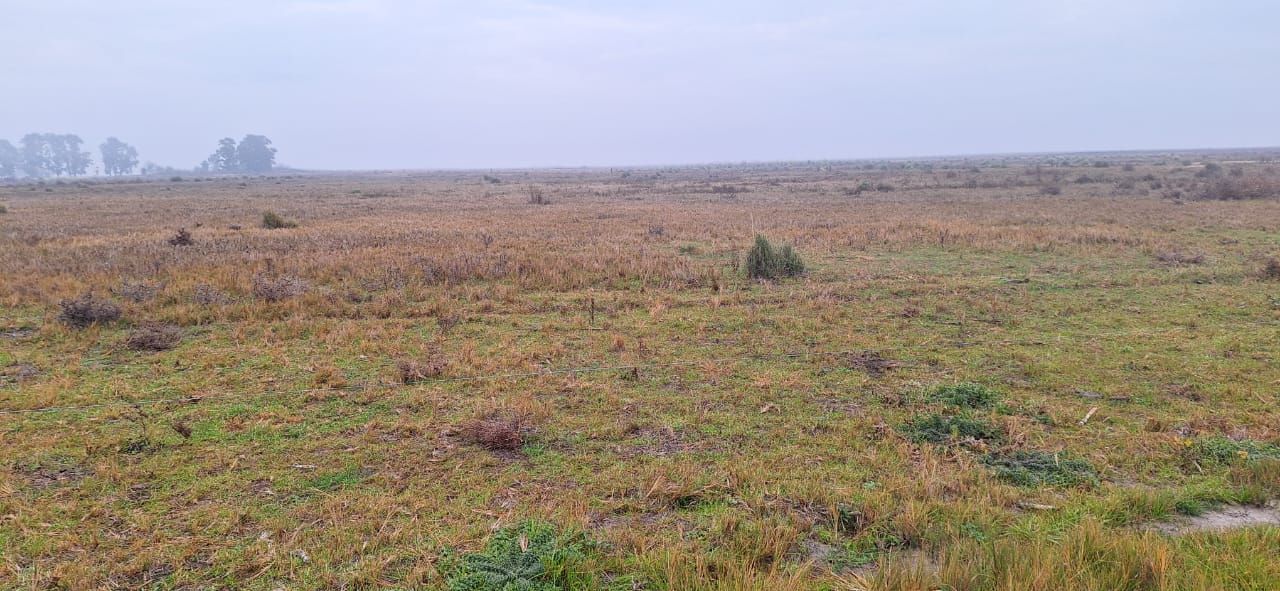 Campo EN ALQUILER