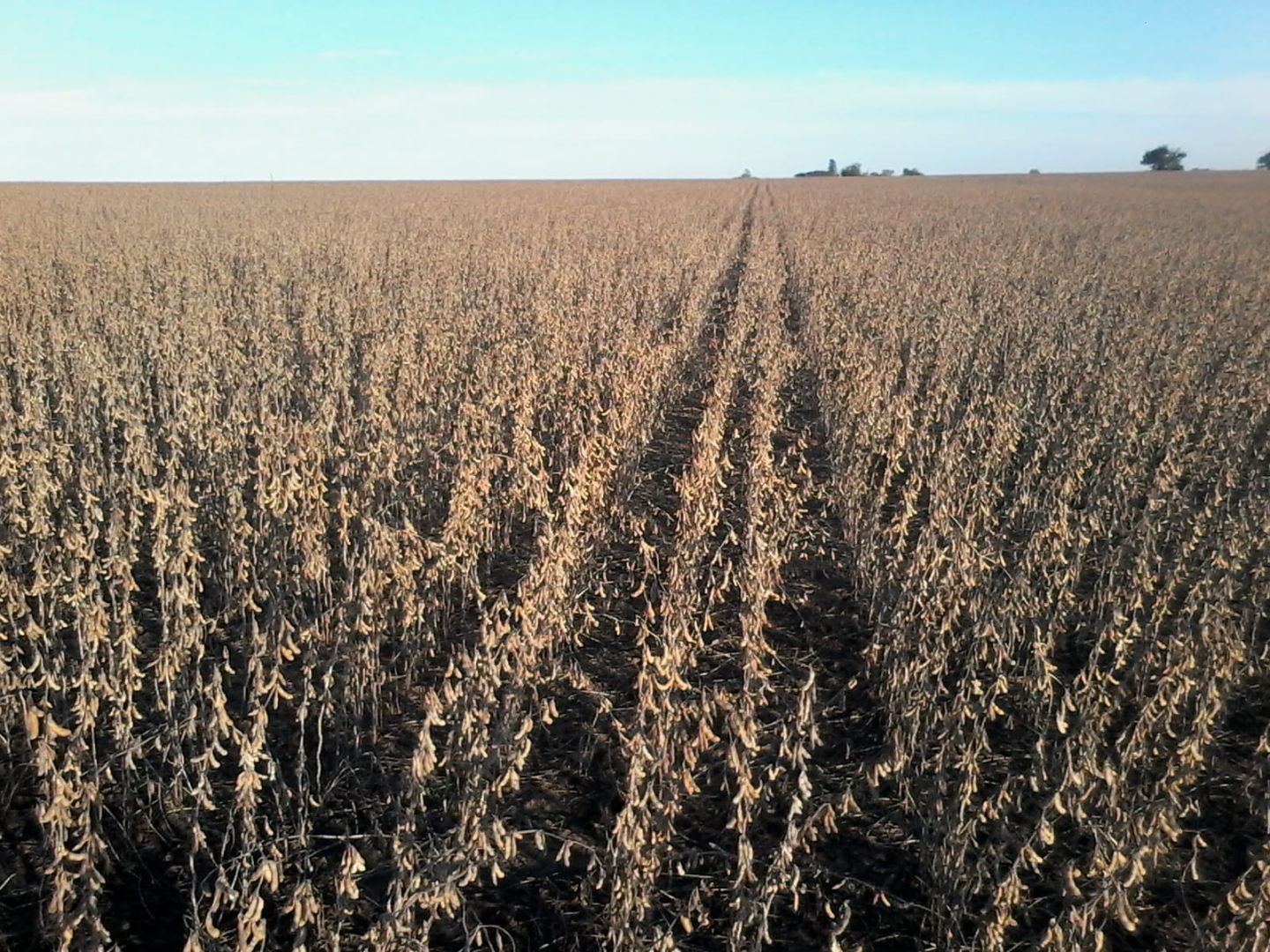 Campo EN ALQUILER