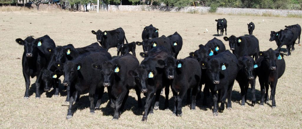 Campo EN ALQUILER