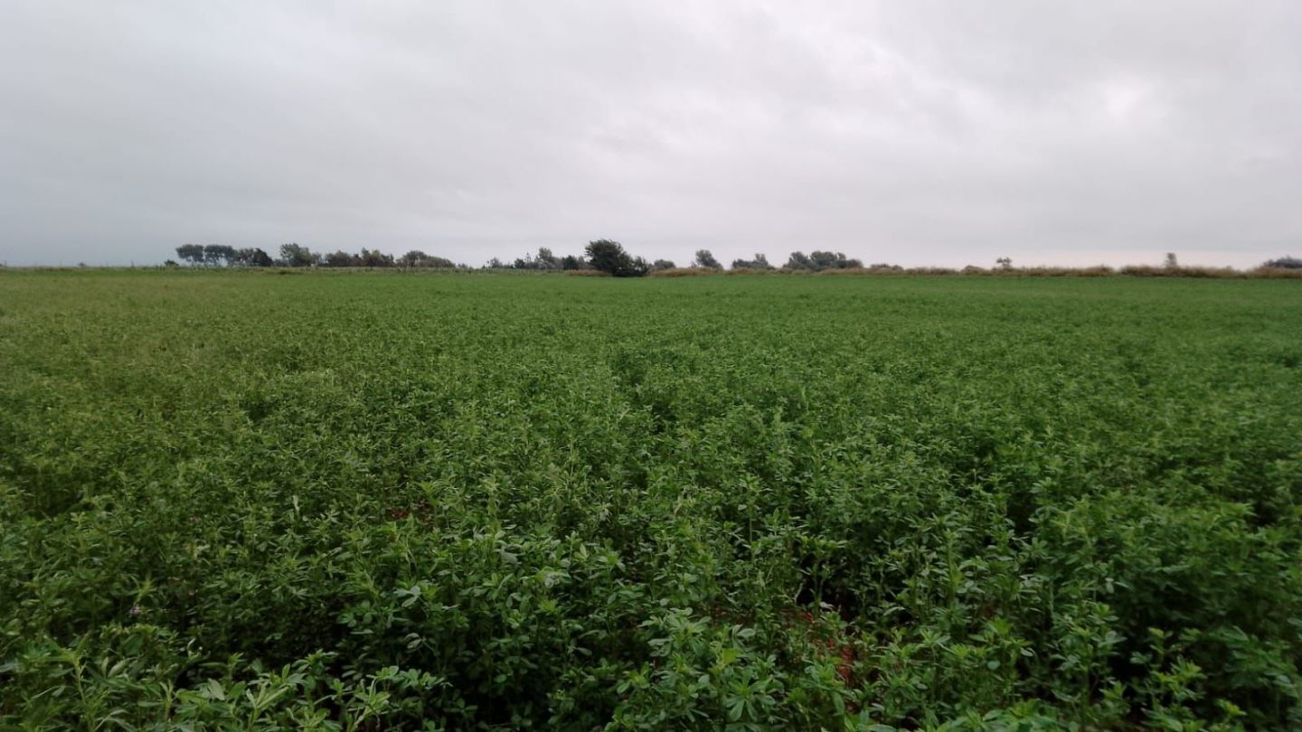 Campo EN VENTA