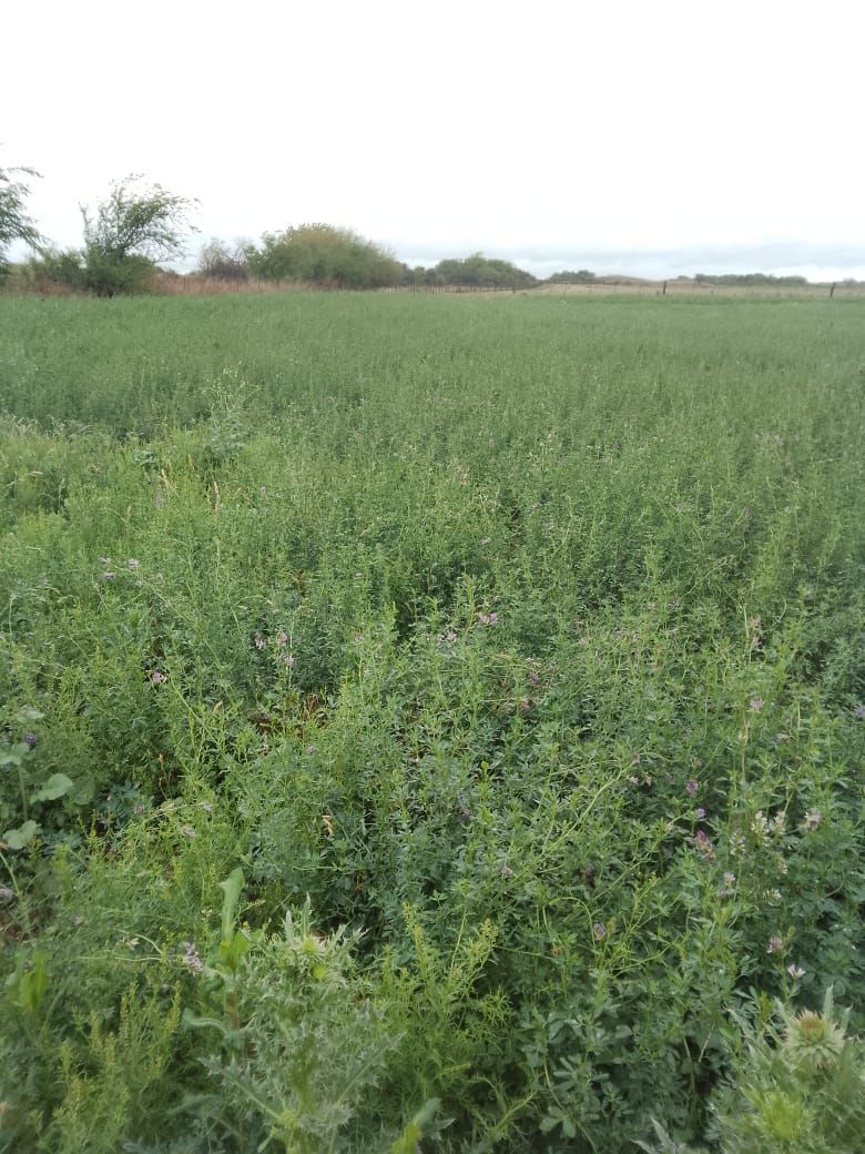 Campo EN VENTA