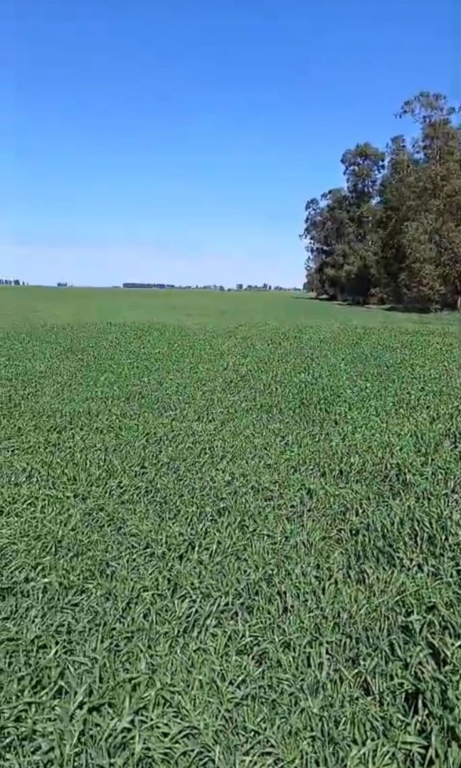Campo en 