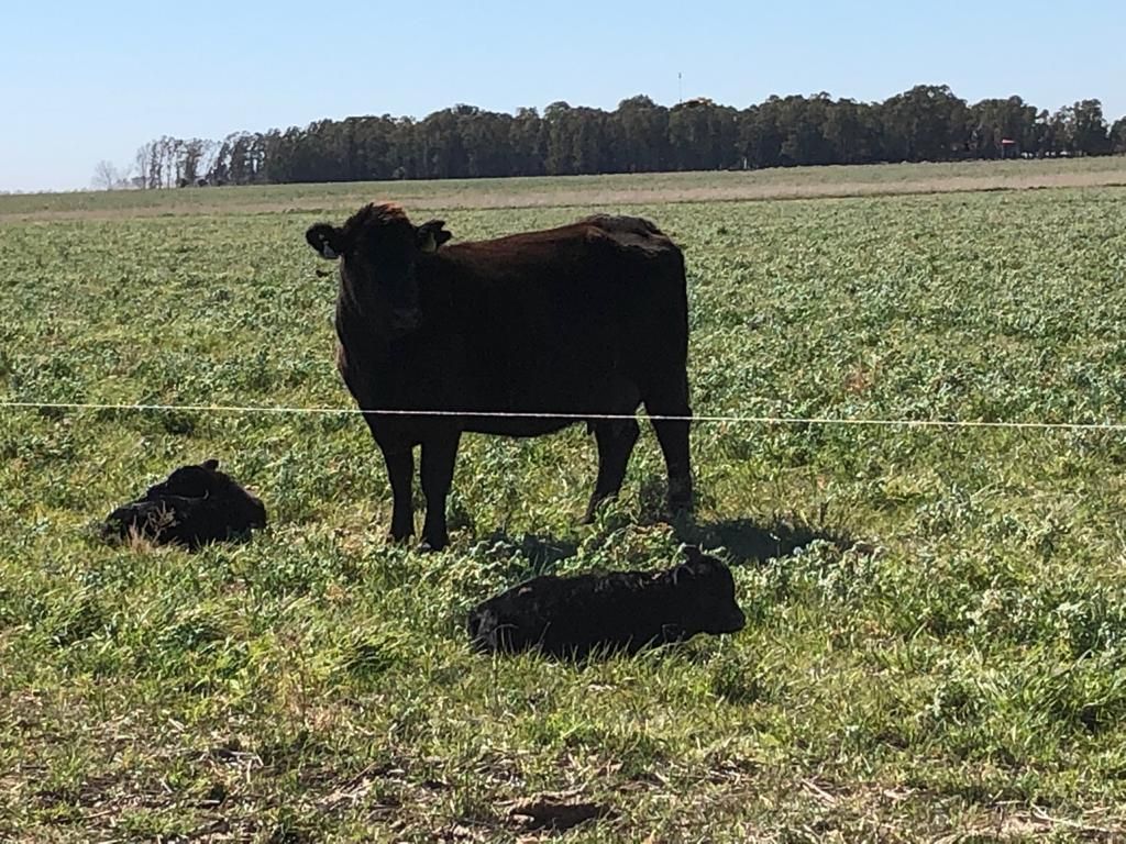 Campo en RUTA 47