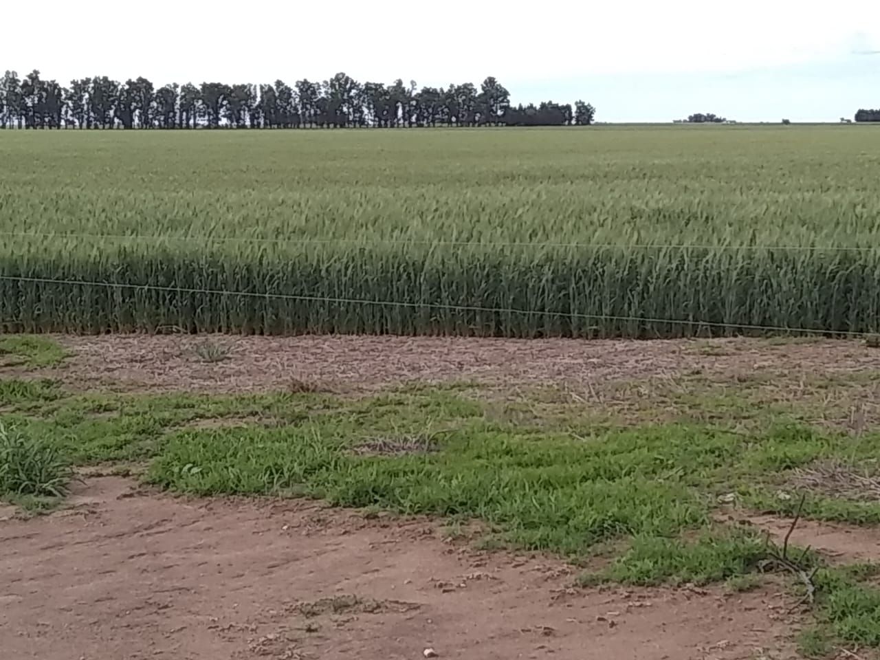 Campo en 