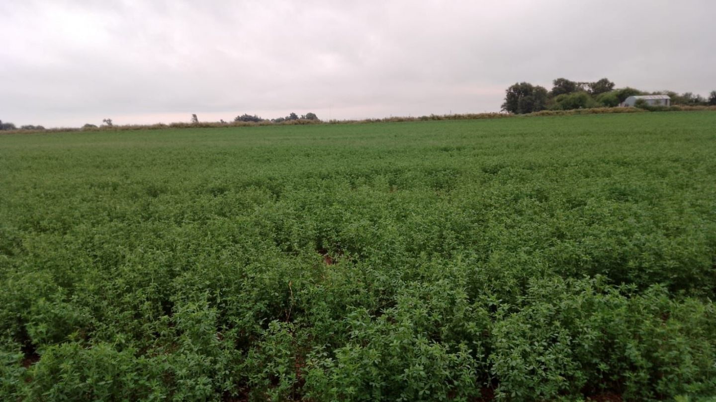 Campo EN VENTA