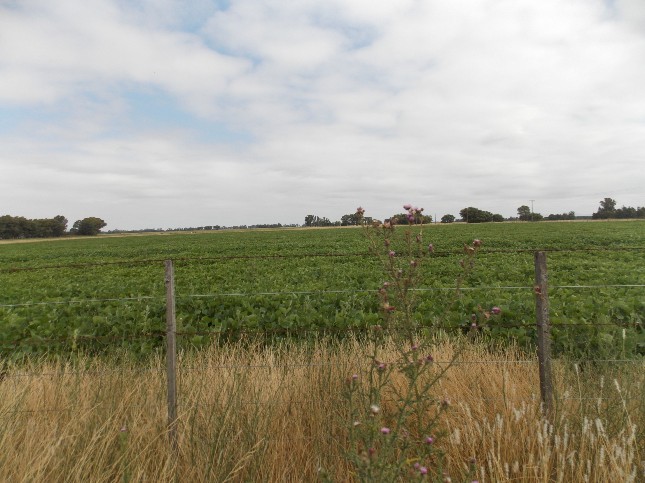 Campo EN VENTA