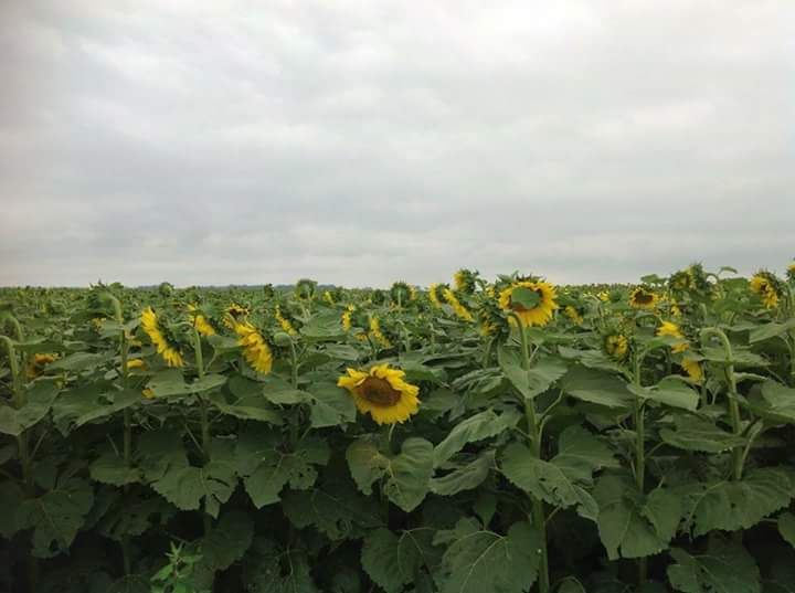 Campo EN VENTA