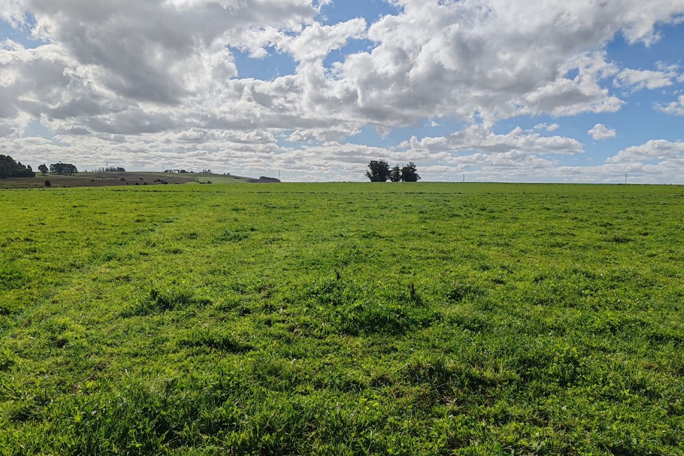 Campo EN VENTA