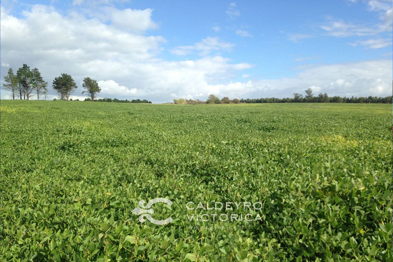 Campo EN VENTA