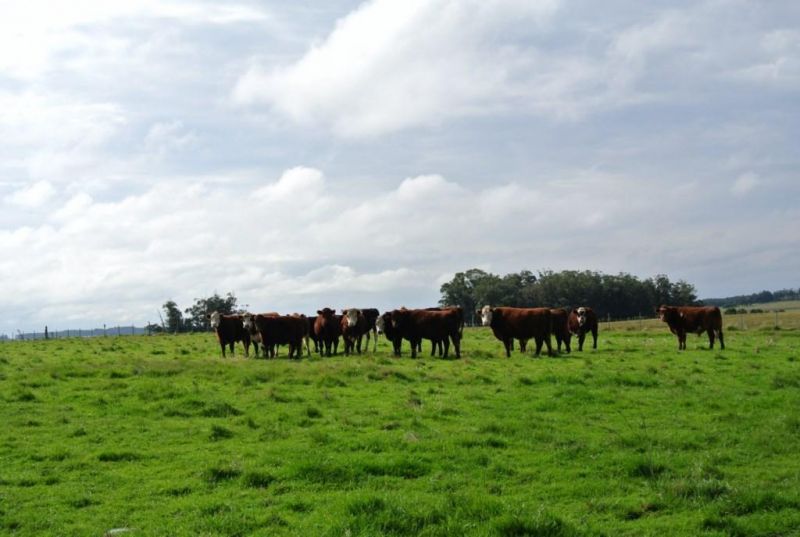 Campo EN VENTA