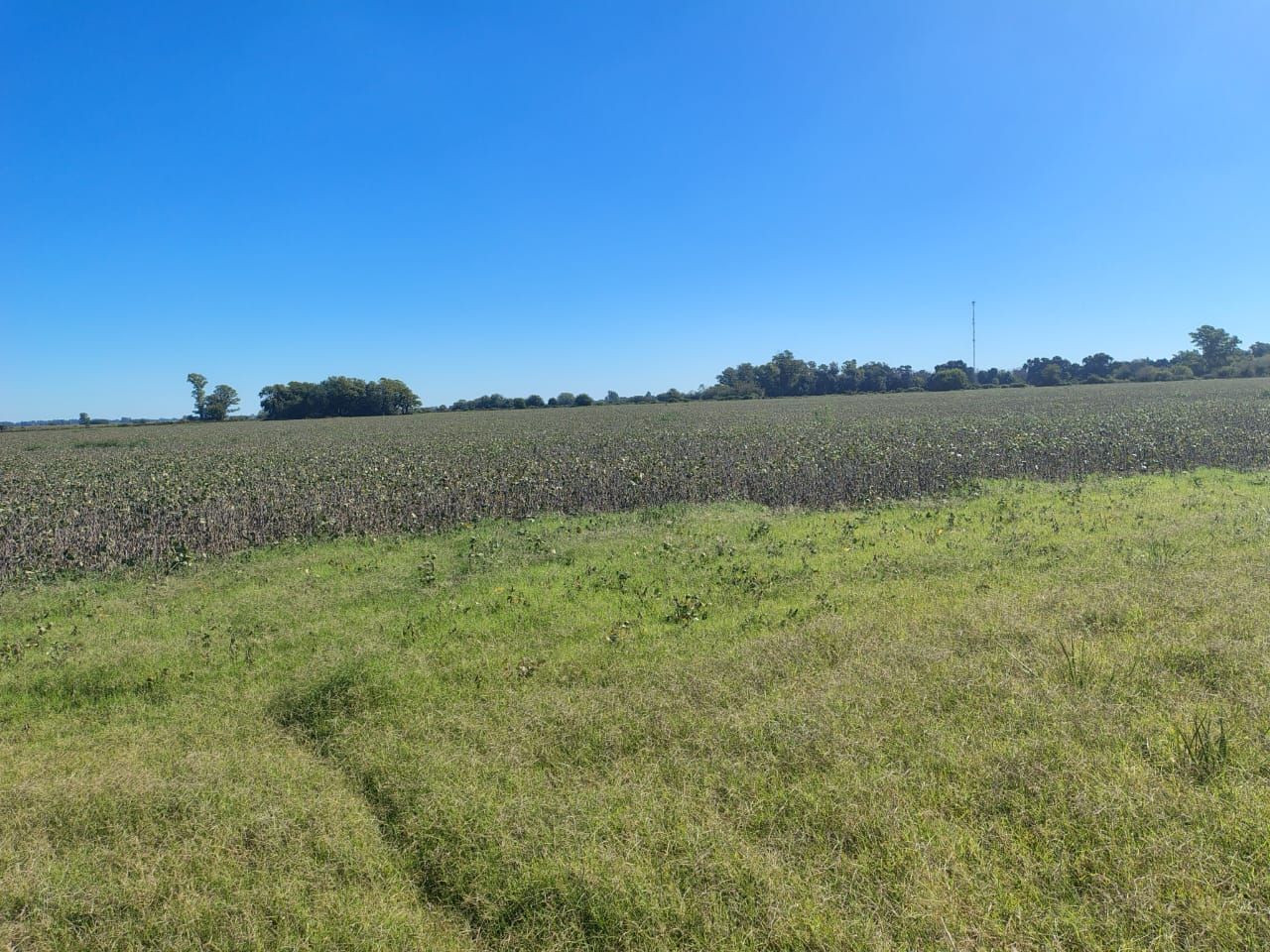 Campo en Venta en Zarate, G.B.A. Zona Norte