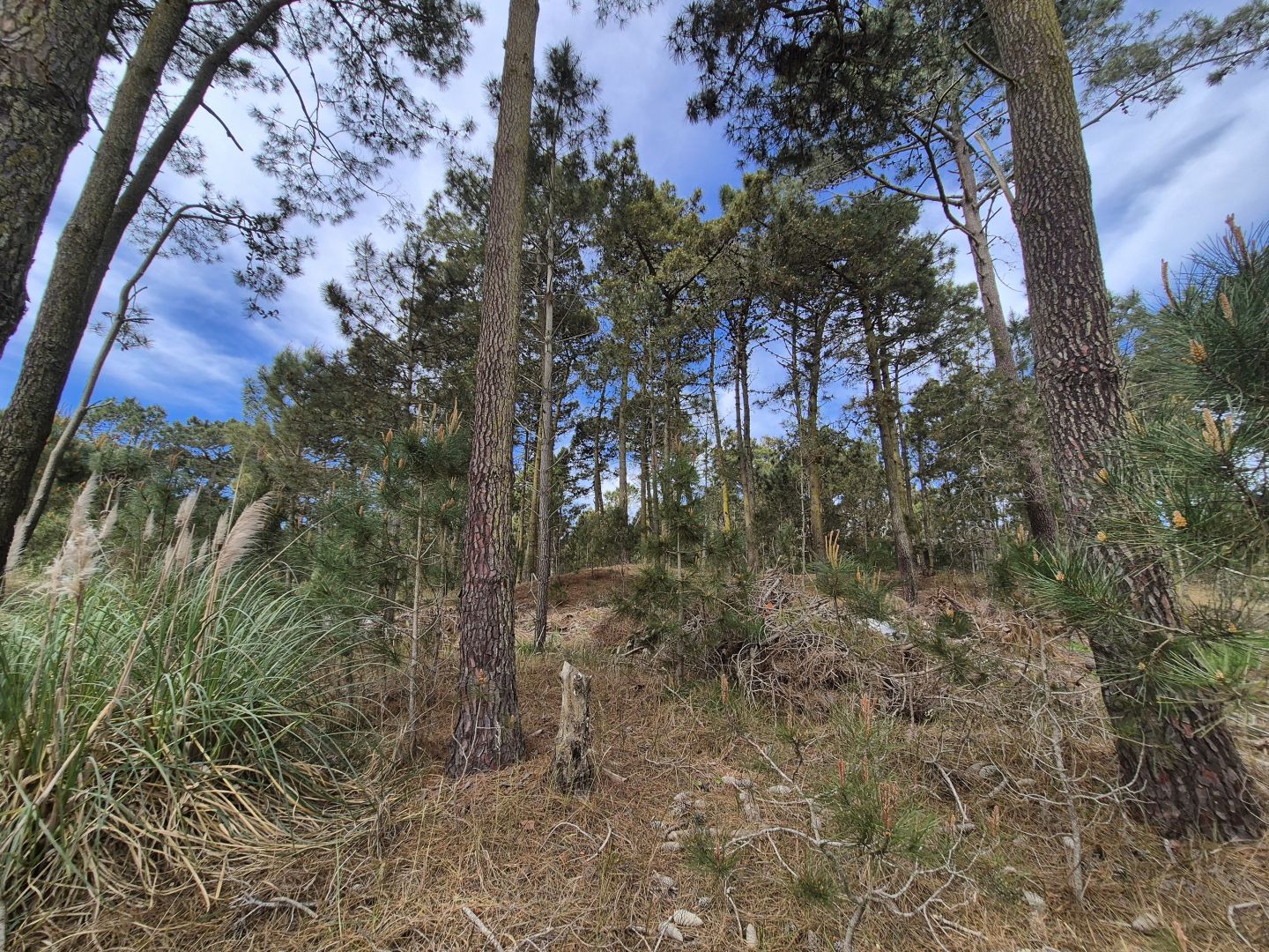 Lote en Venta en Pinamar, Buenos Aires Costa Atlantica