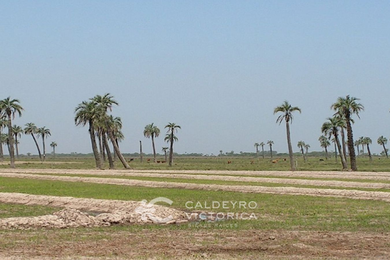 Campo EN VENTA
