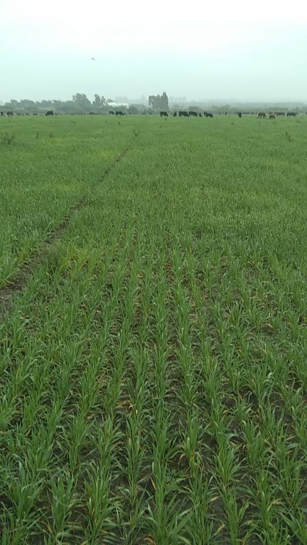 Campo EN ALQUILER