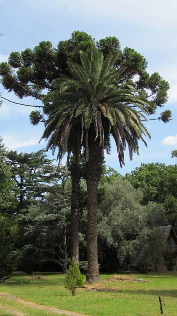 Finca 6.780 M2. Chalet a reciclar. ESPECTACULAR jardín. En l - 3